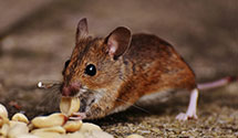 24 Hour & Emergency Exterminators in Simpson, NC